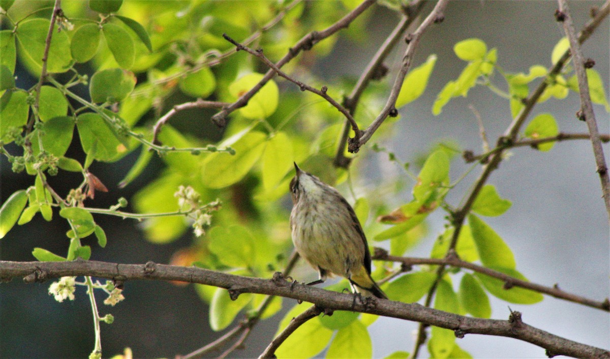 Palm Warbler - ML646389070