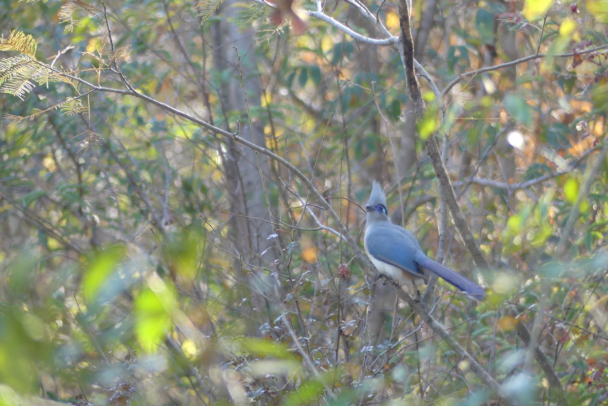 Crested Coua - ML646389071