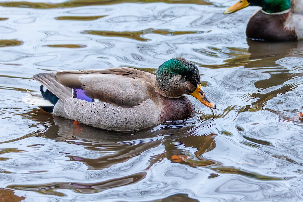 Mallard - ML646389073