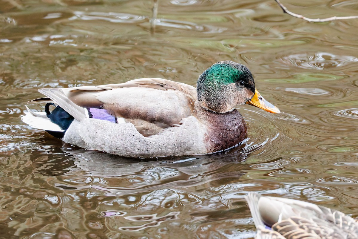 Mallard - ML646389074