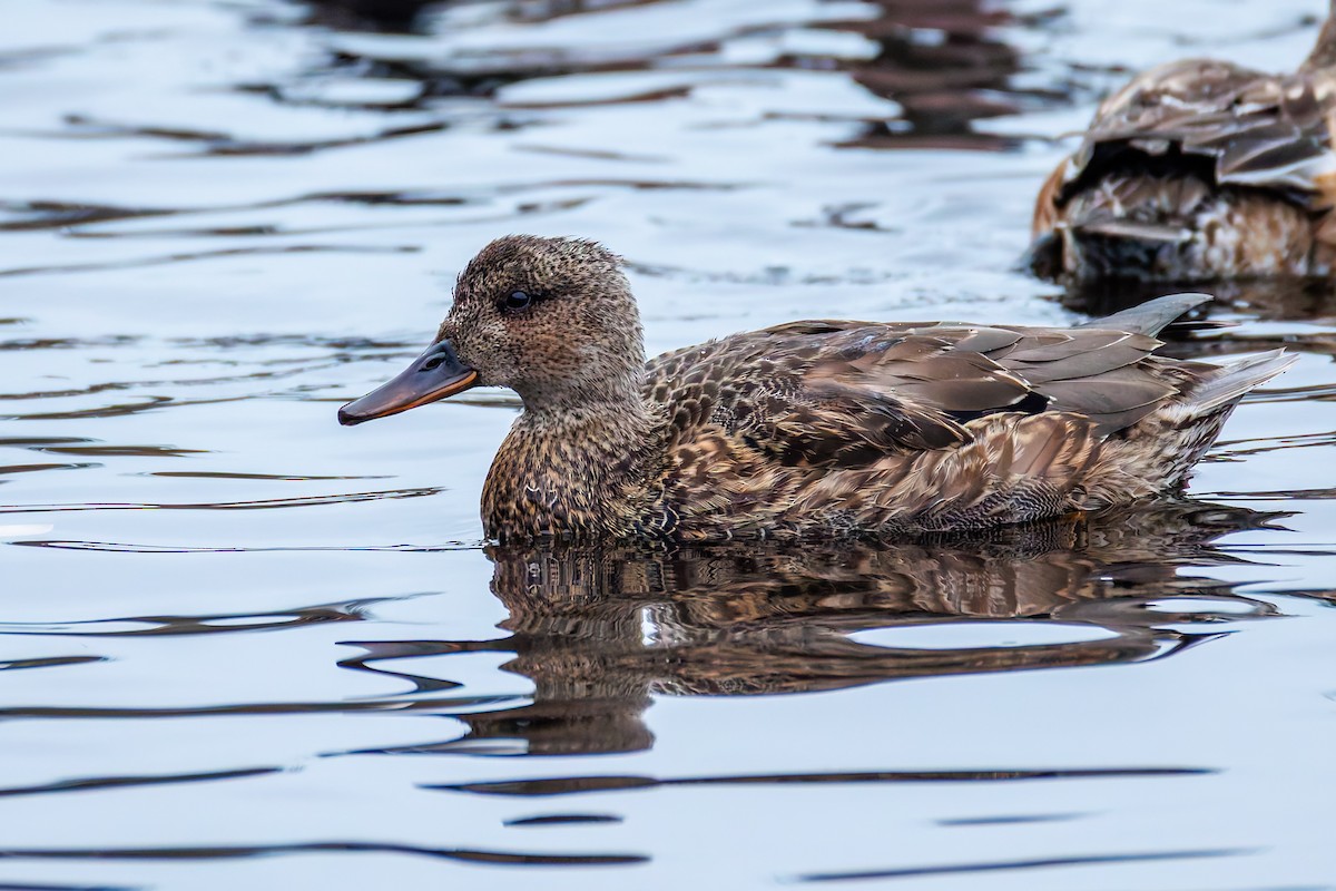 Gadwall - ML646389077