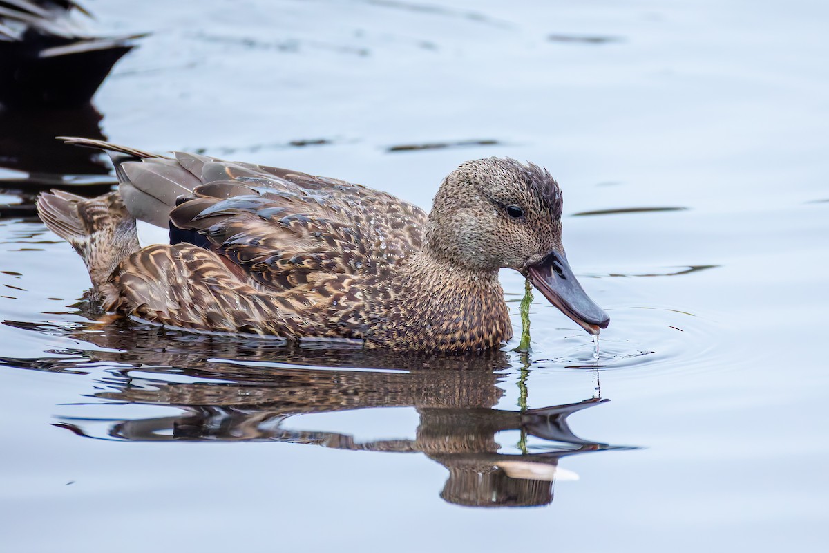 Gadwall - ML646389078