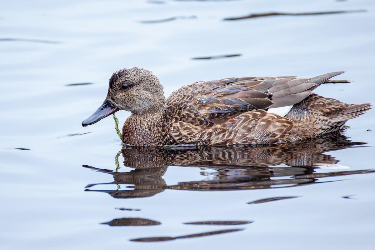 Gadwall - ML646389079