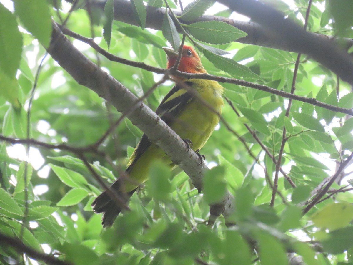 Western Tanager - ML646389081