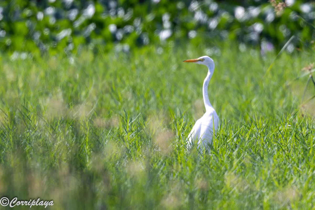 Yellow-billed Egret - ML646389082