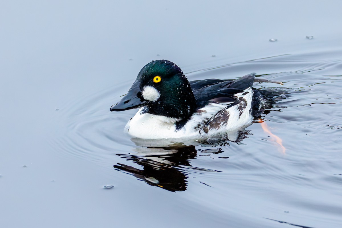 Common Goldeneye - ML646389083