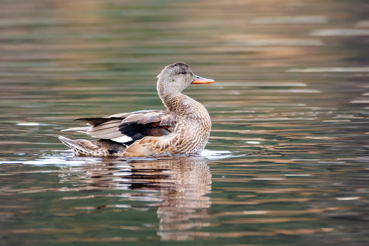 Gadwall - ML646389085