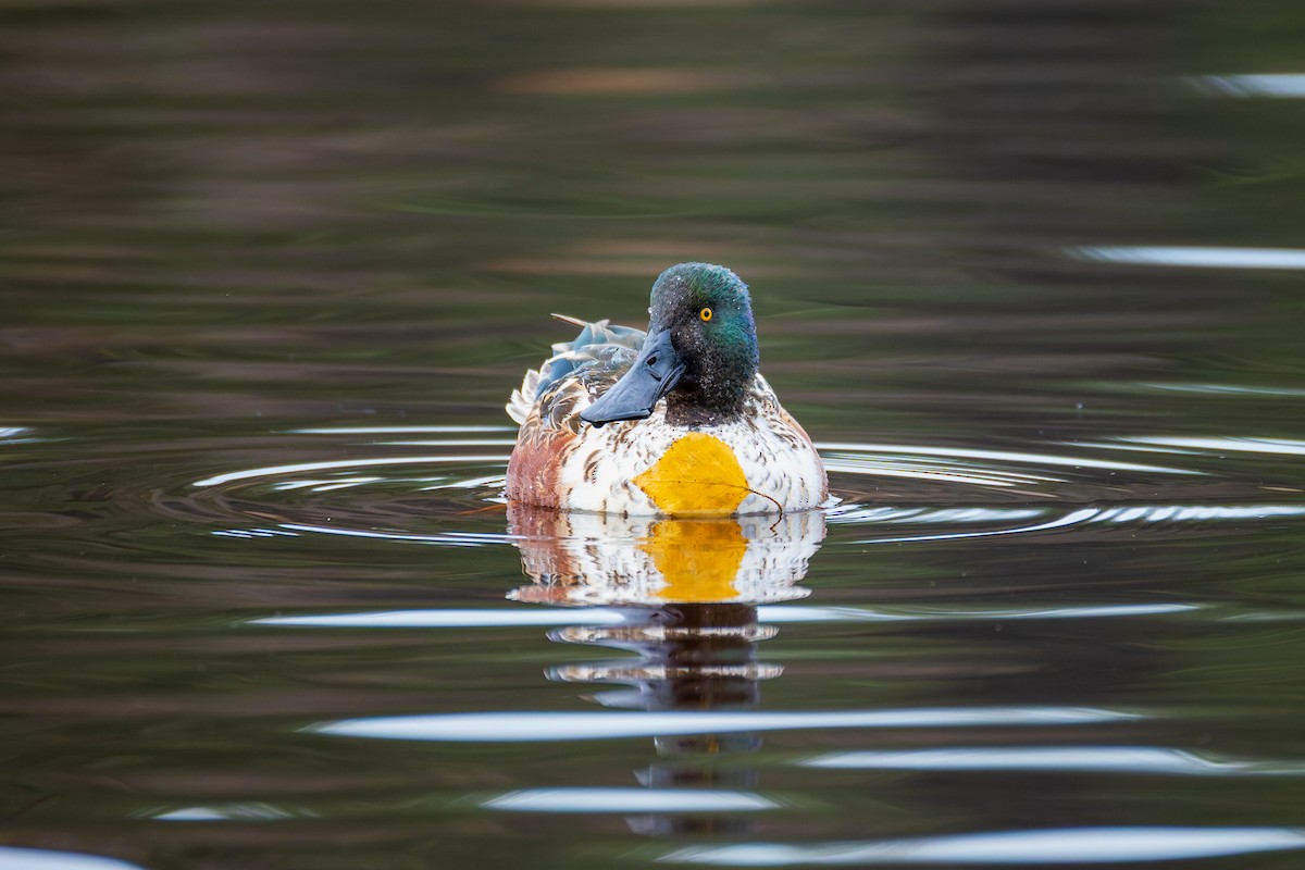 Northern Shoveler - ML646389087