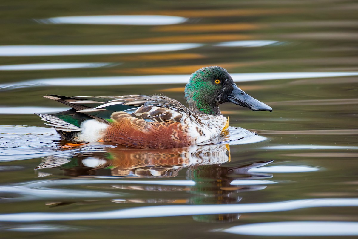 Northern Shoveler - ML646389088