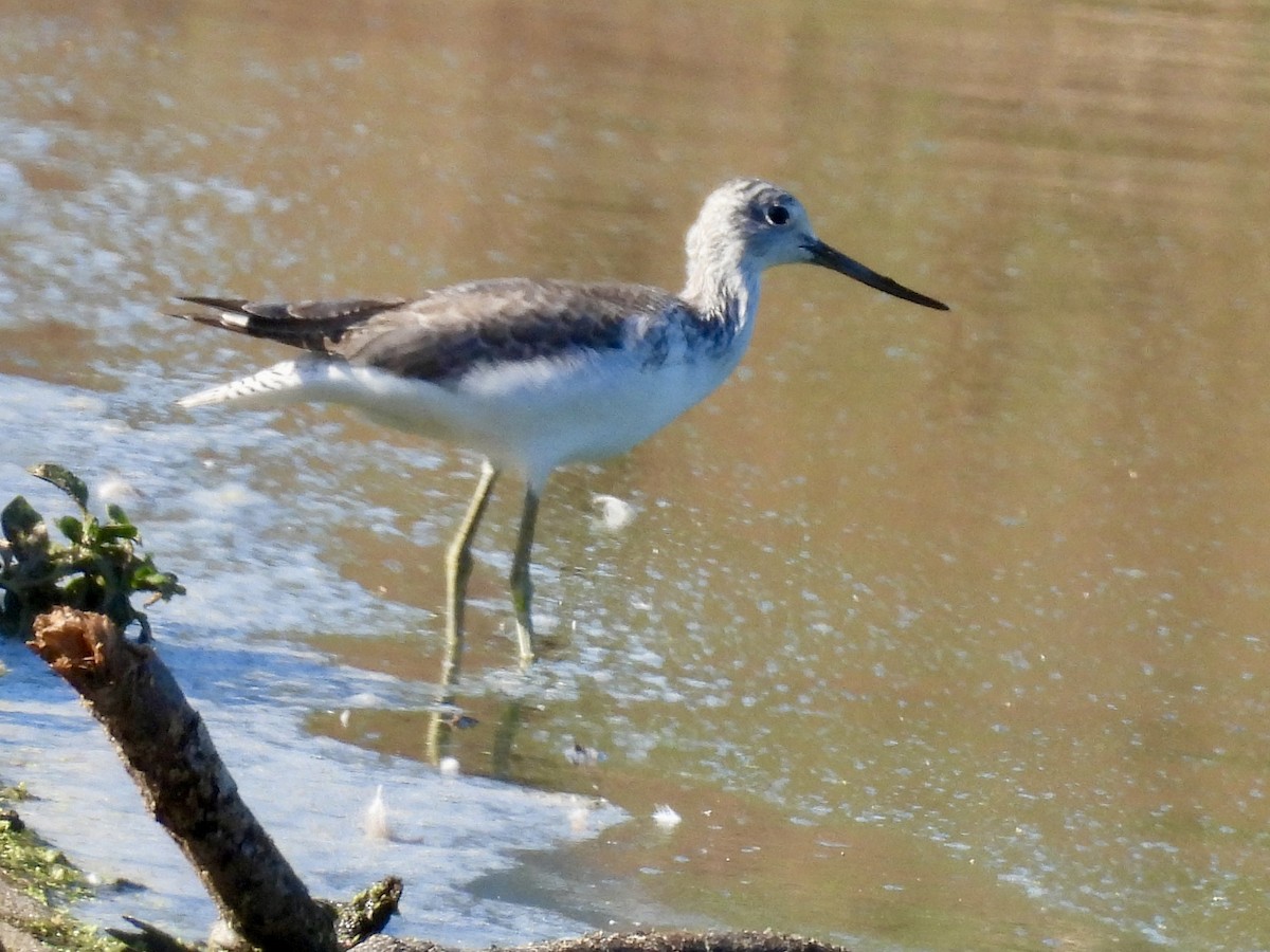 Common Greenshank - ML646389089