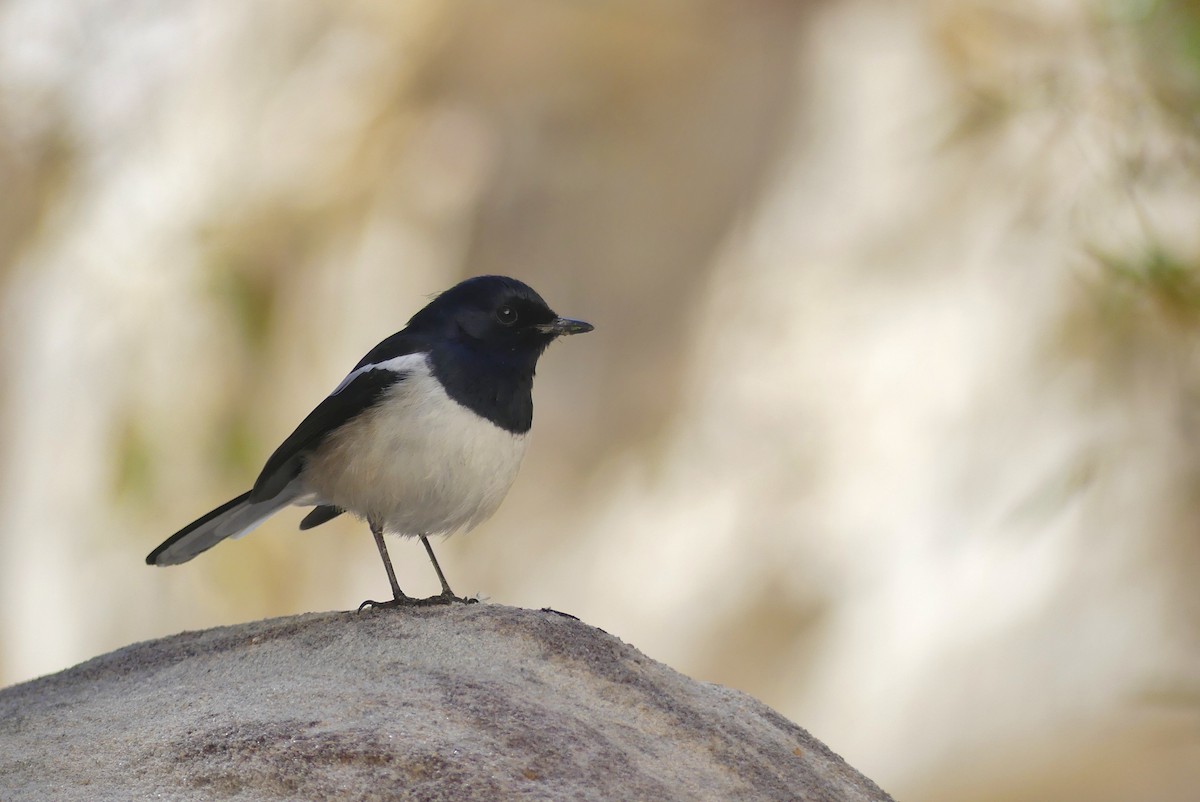 Madagascar Magpie-Robin (White-winged) - ML646389090