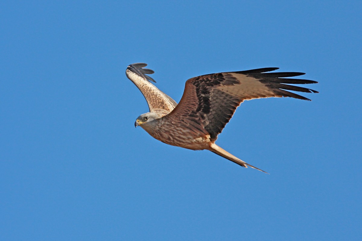 Red Kite - ML646389097