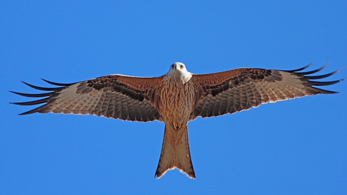 Red Kite - ML646389098