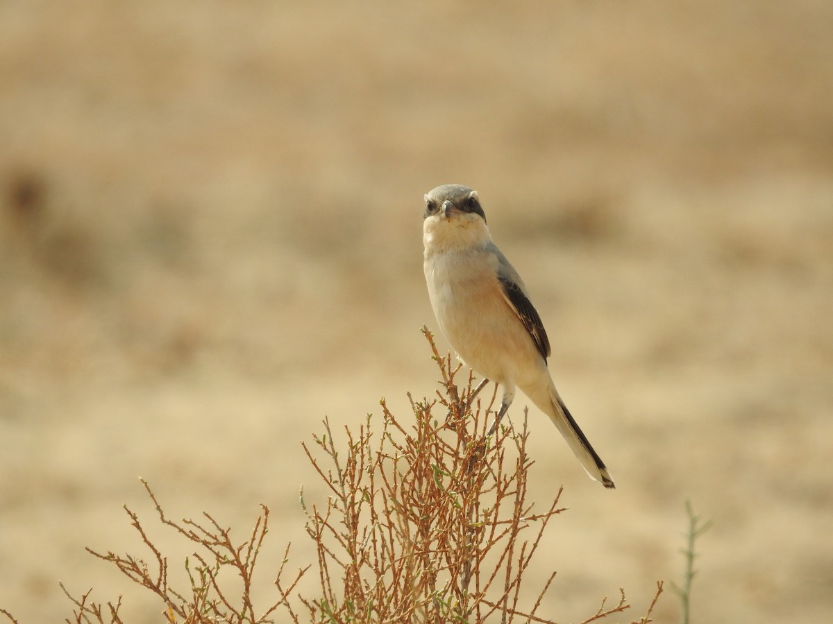 Great Gray Shrike - ML646389099