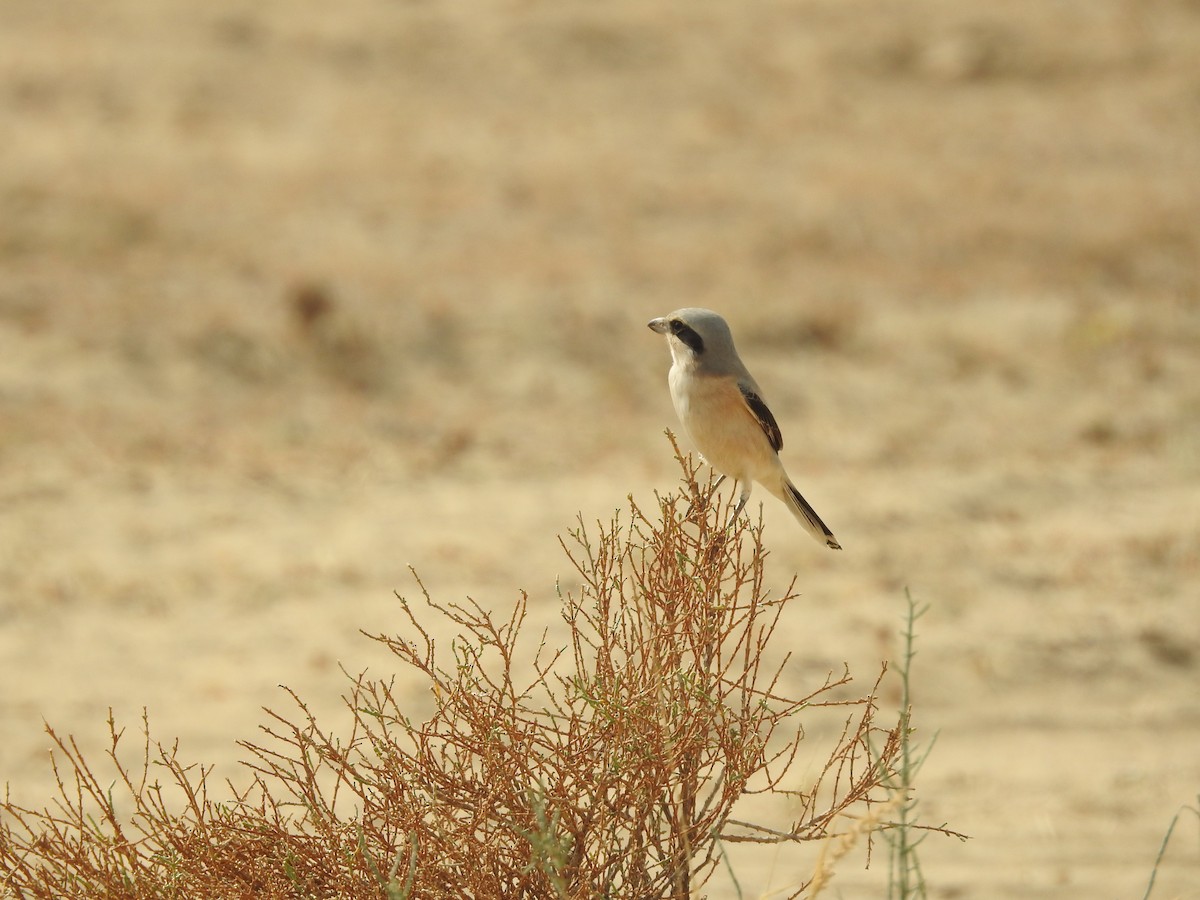 Great Gray Shrike - ML646389100