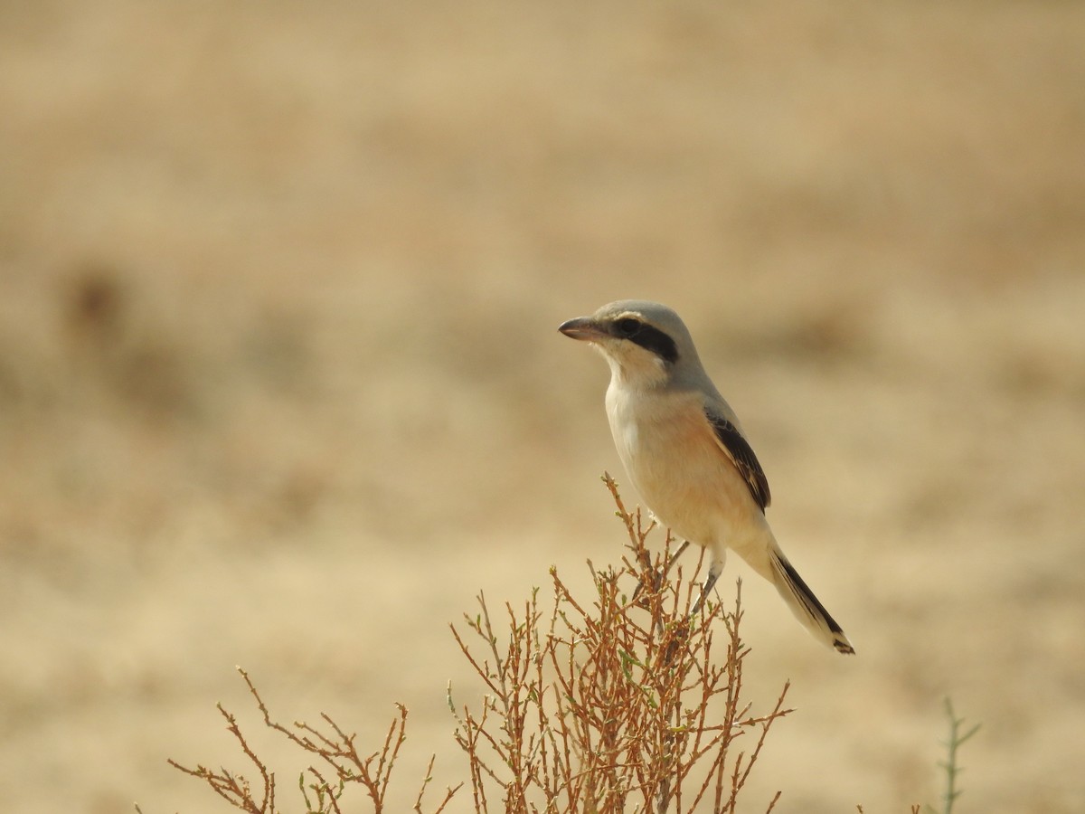 Great Gray Shrike - ML646389101