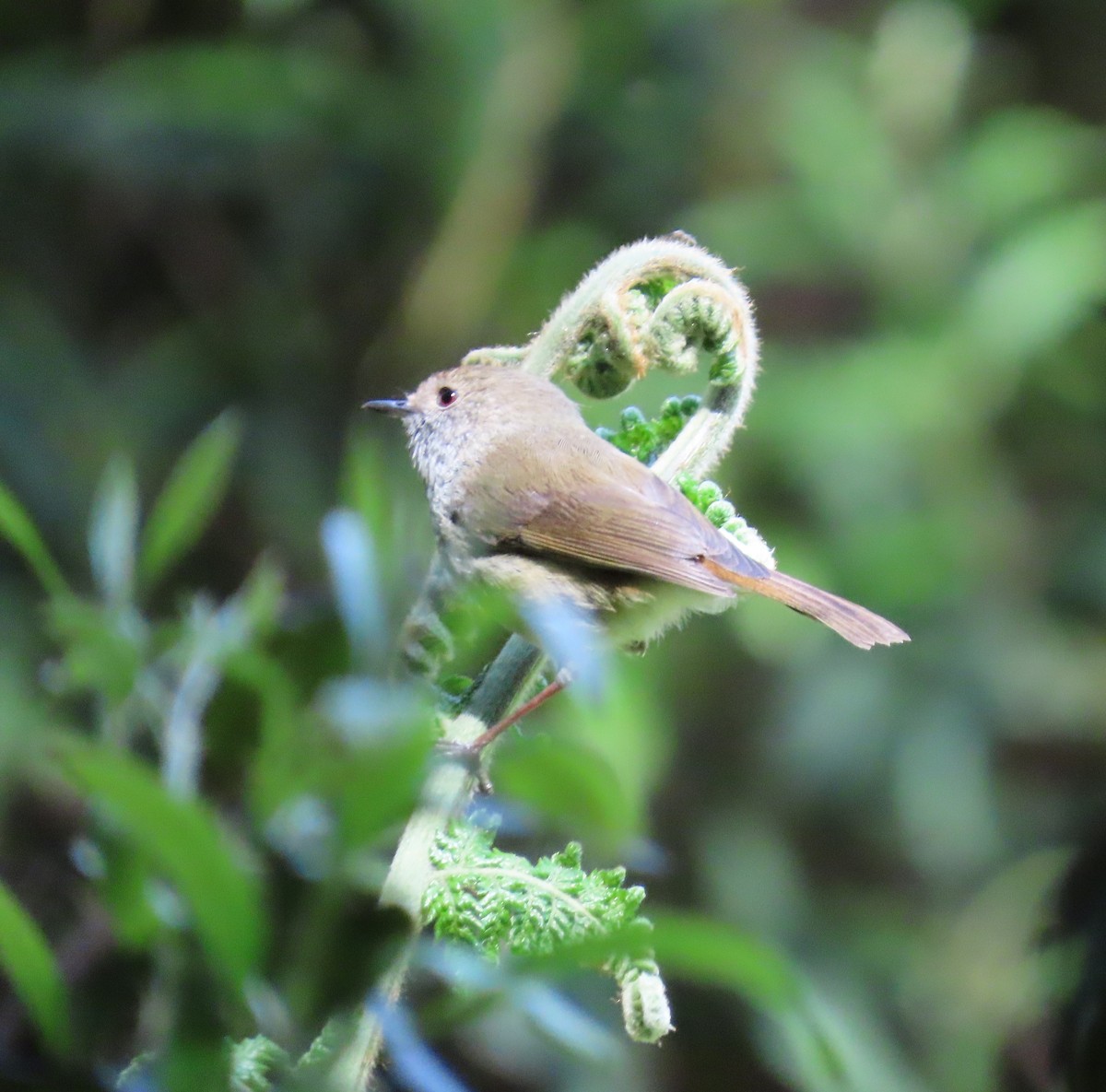 Brown Thornbill - ML646389106