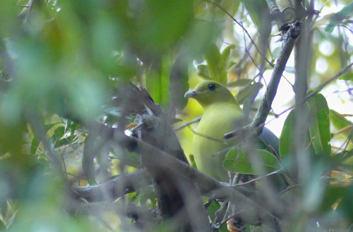Madagascar Green-Pigeon - ML646389107