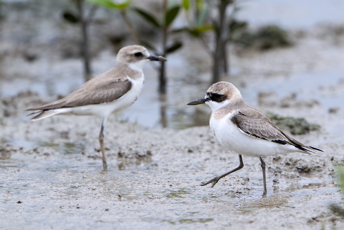 Greater Sand-Plover - ML646389108