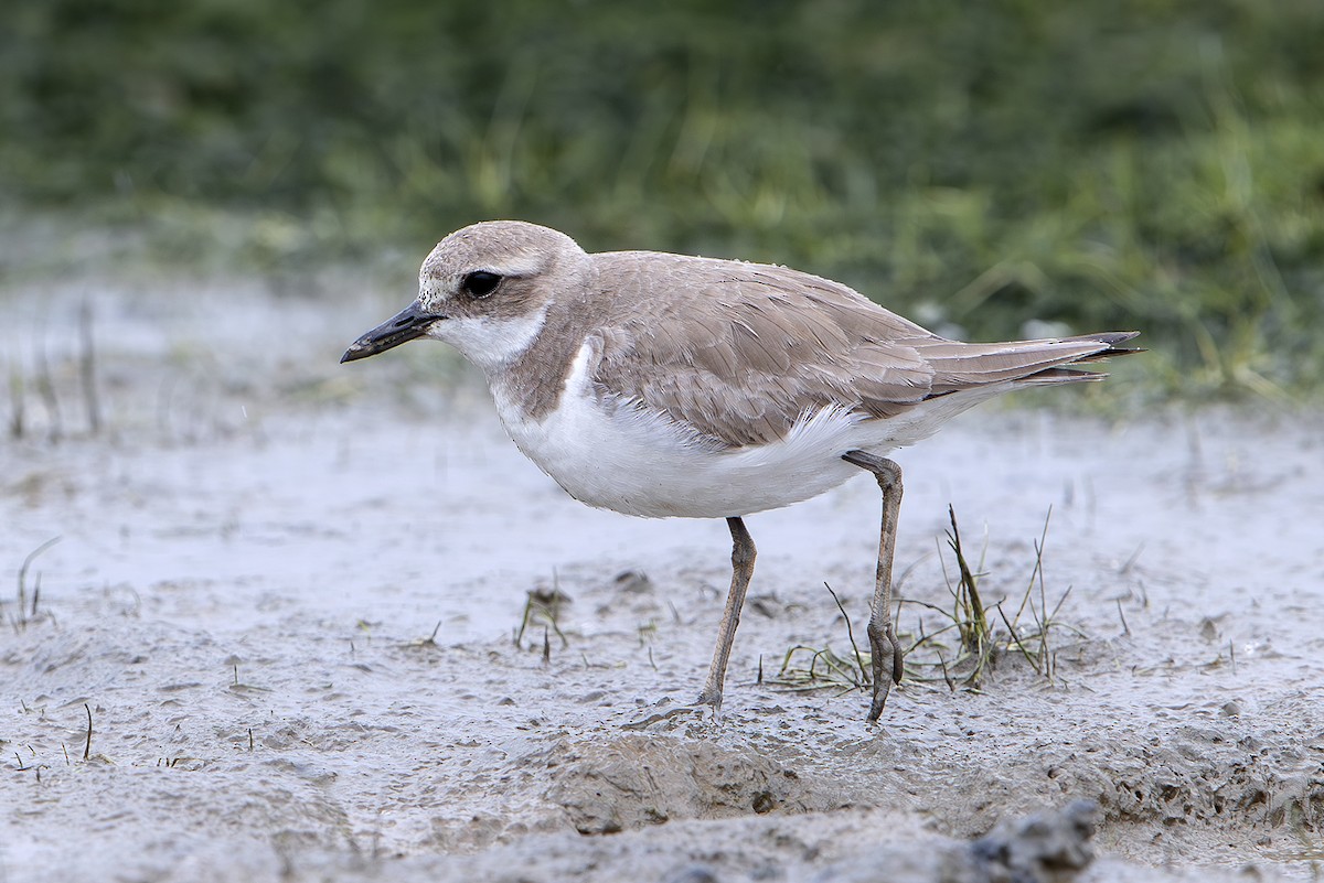 Greater Sand-Plover - ML646389109