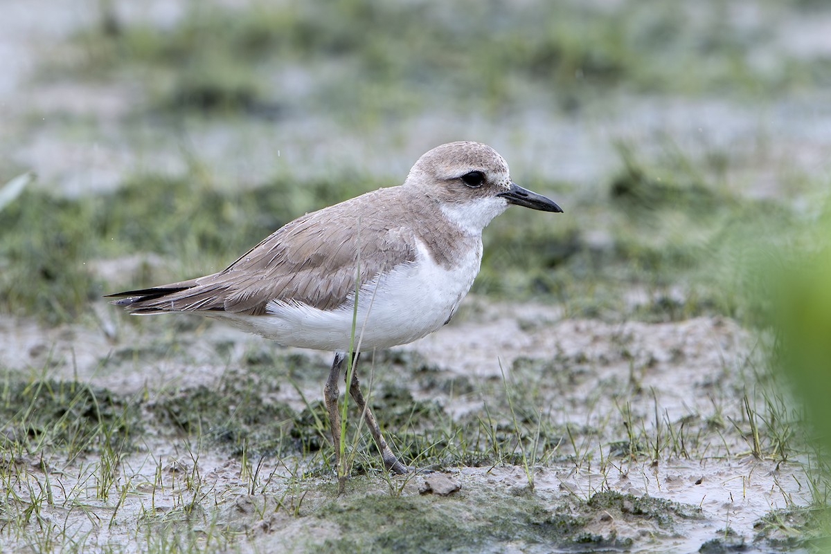 Greater Sand-Plover - ML646389110