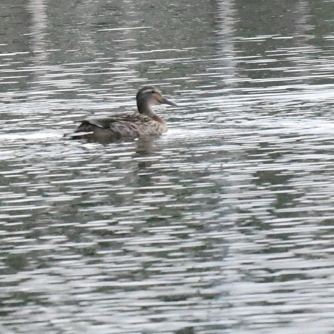 Garganey - ML646389114