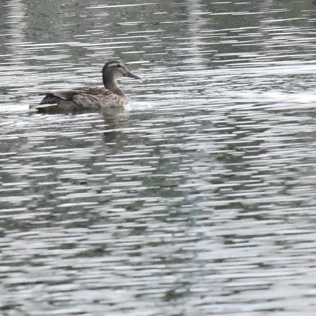 Garganey - ML646389115