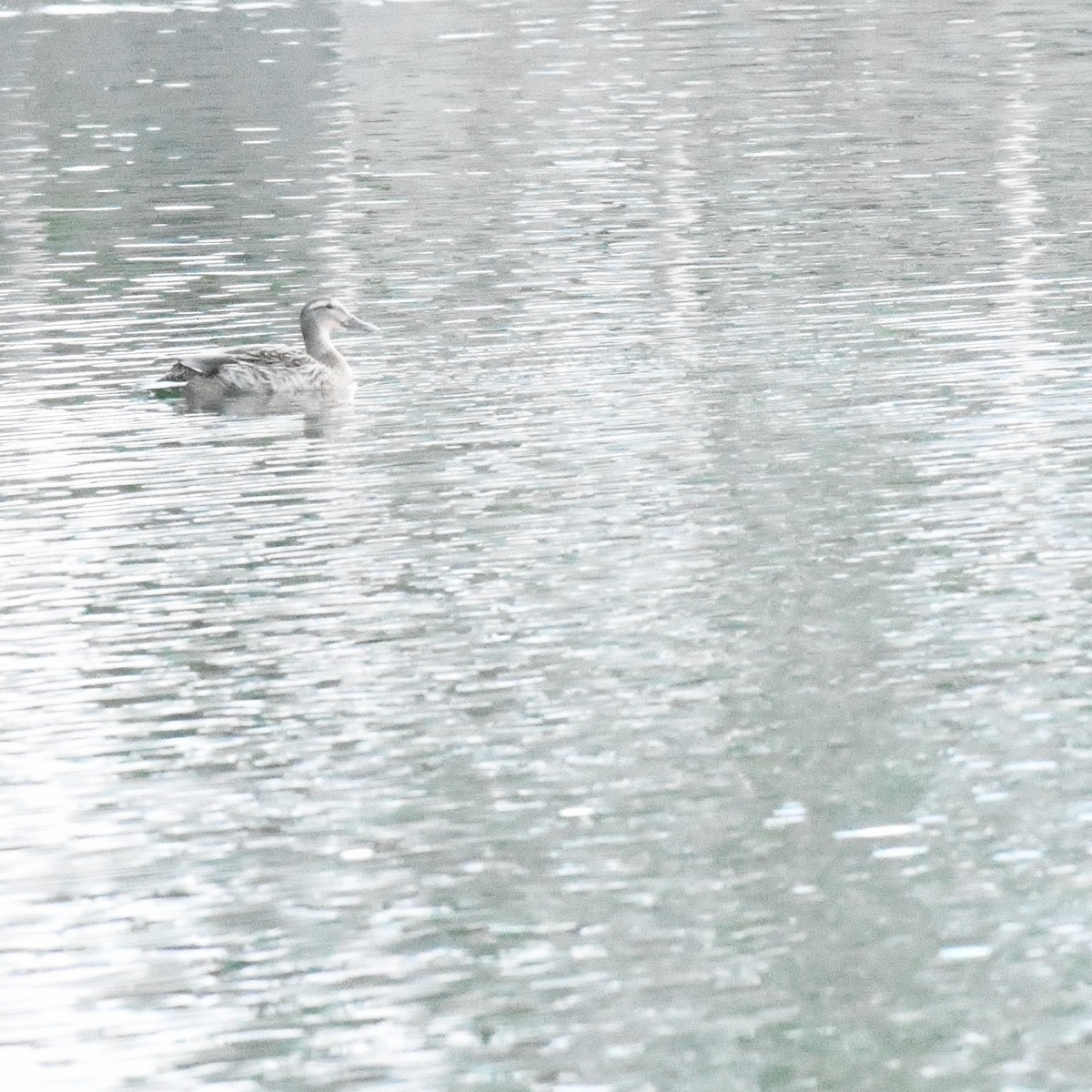 Garganey - ML646389116