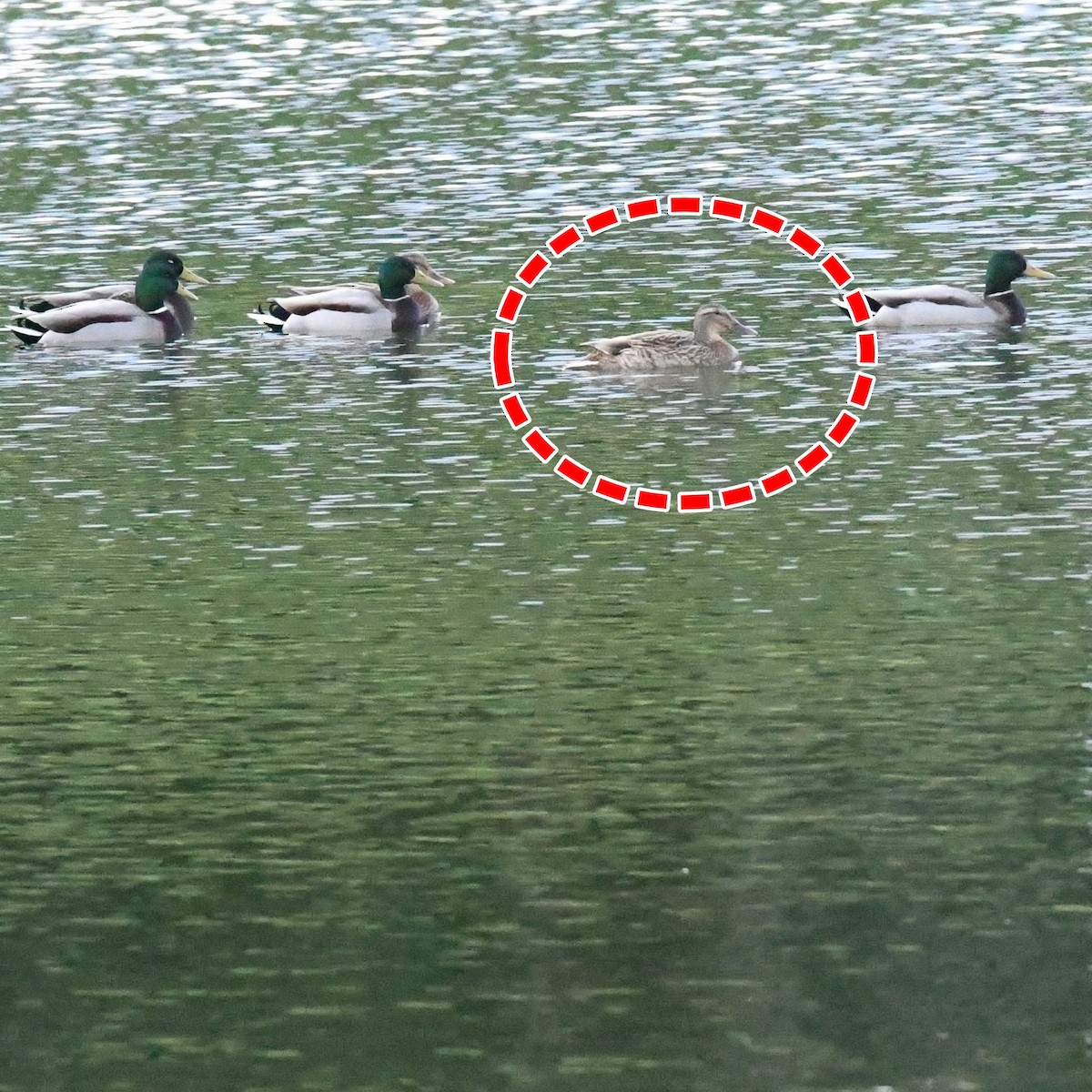 Garganey - ML646389117