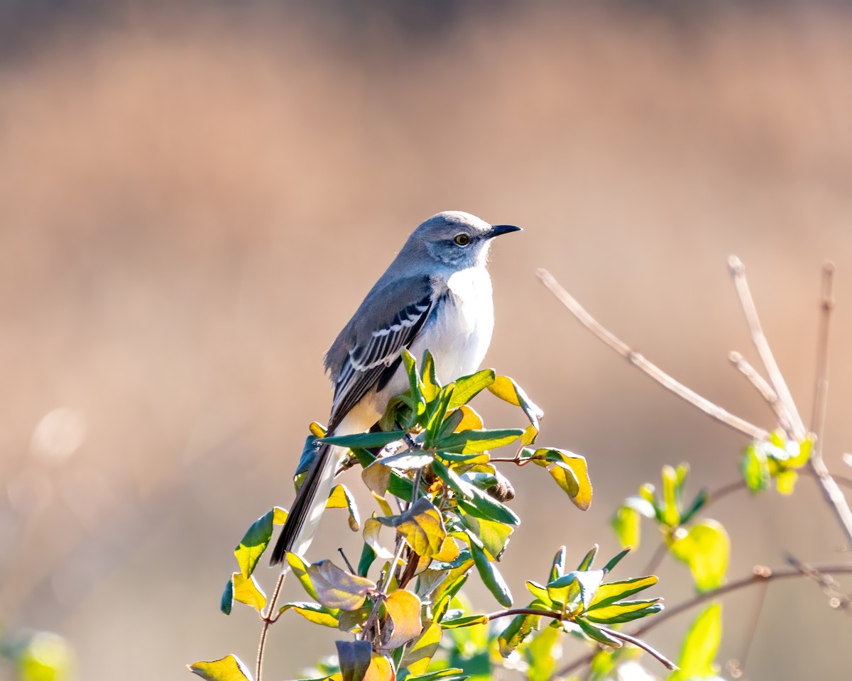Northern Mockingbird - ML646389118