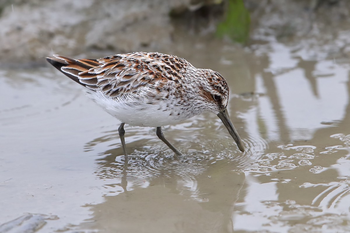 Broad-billed Sandpiper - ML646389119