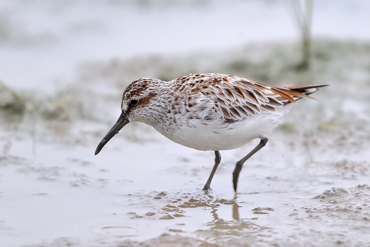 Broad-billed Sandpiper - ML646389120