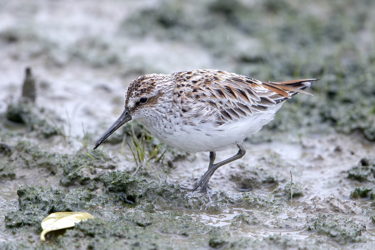 Broad-billed Sandpiper - ML646389121