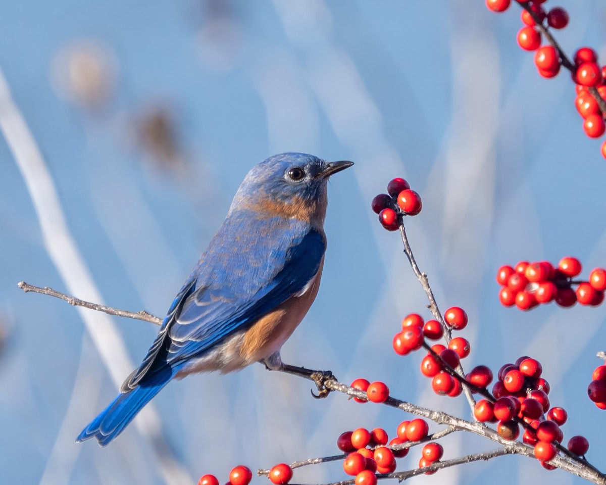 Eastern Bluebird - ML646389125