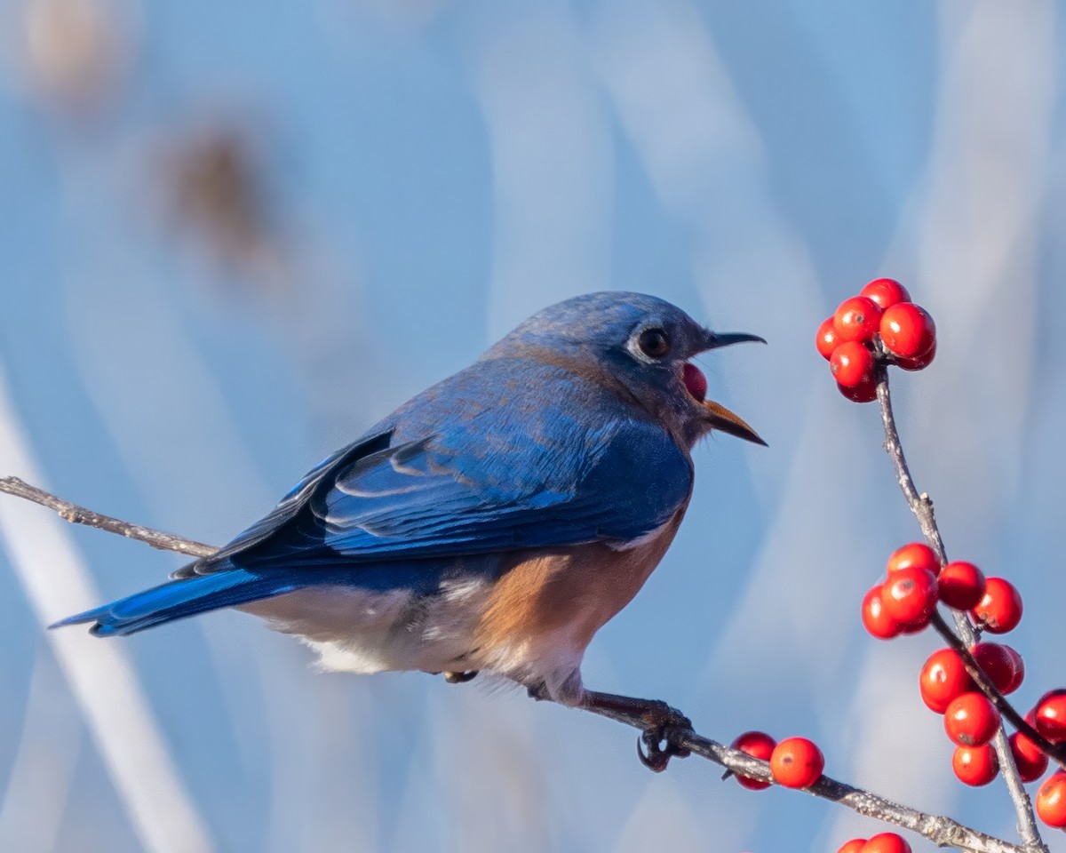 Eastern Bluebird - ML646389126