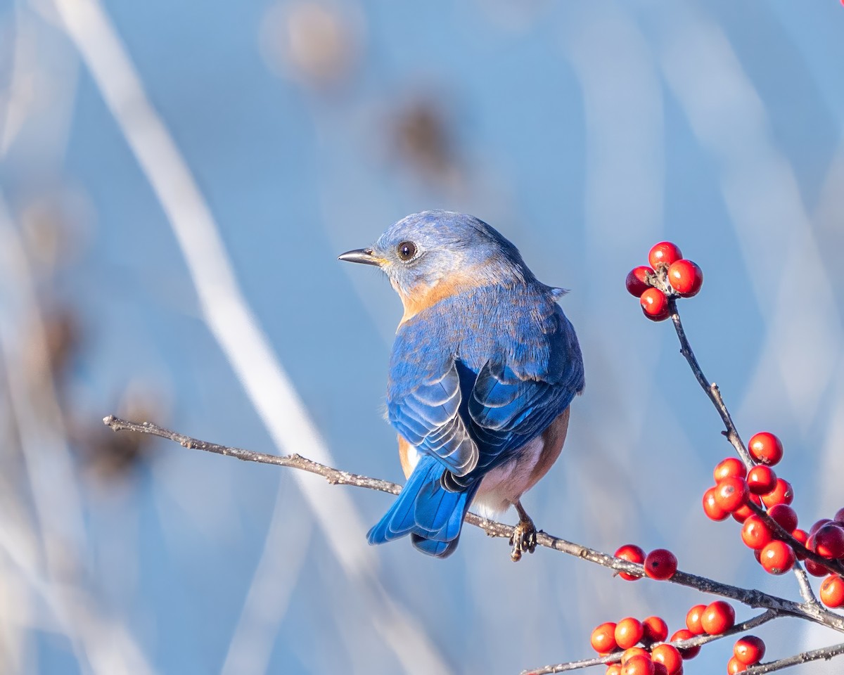 Eastern Bluebird - ML646389127