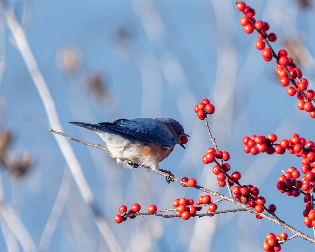Eastern Bluebird - ML646389128