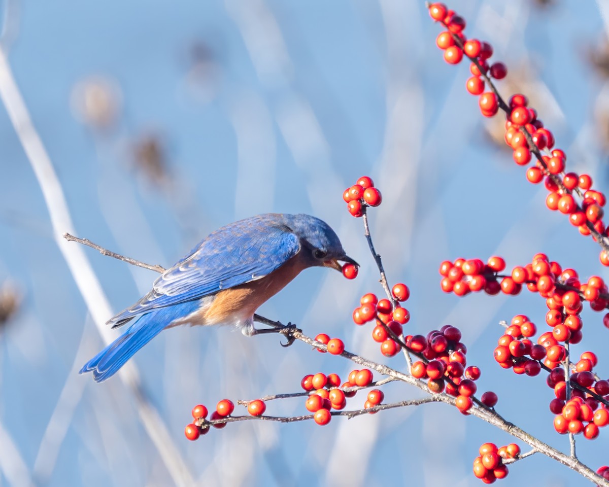 Eastern Bluebird - ML646389129