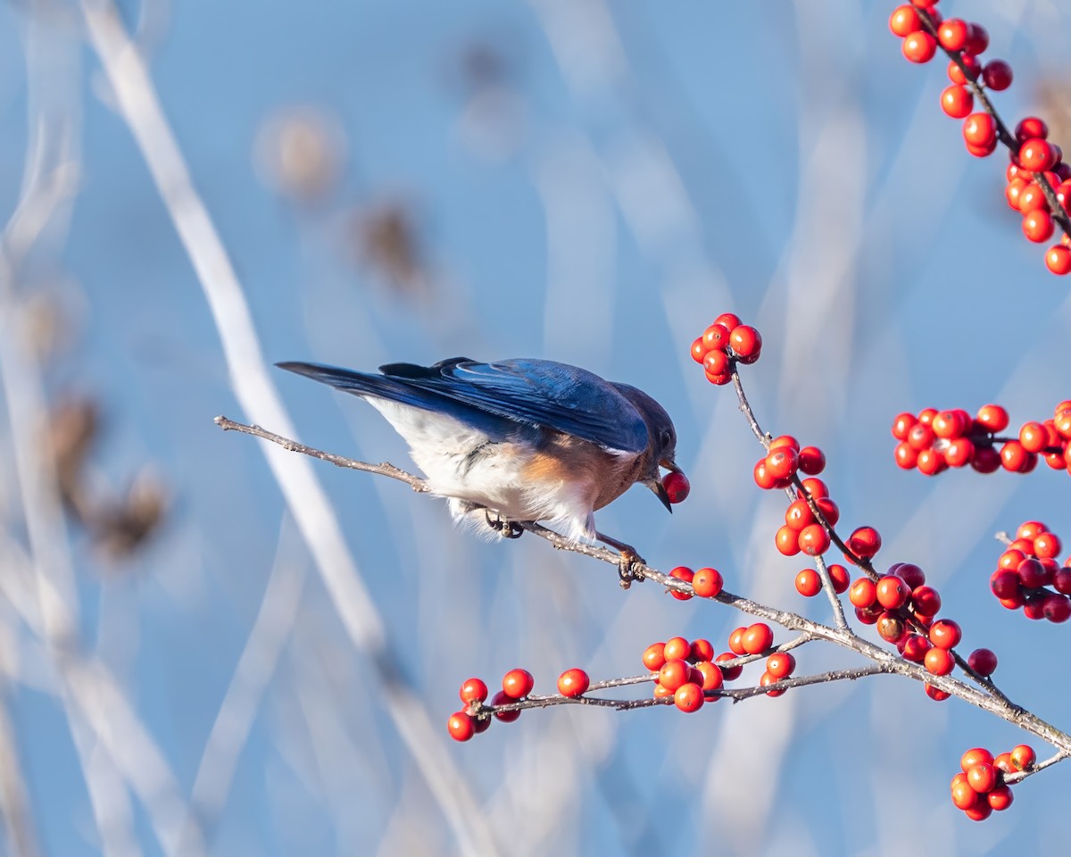 Eastern Bluebird - ML646389130