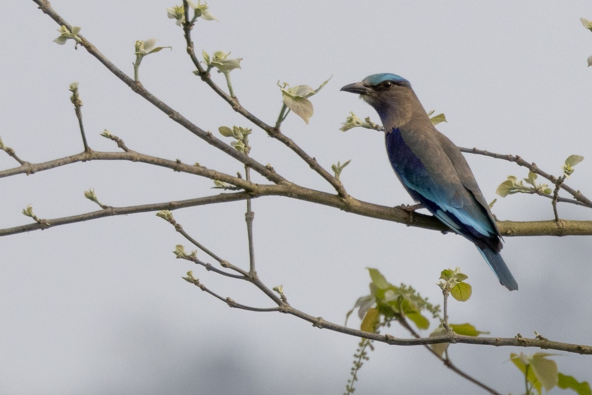 Indochinese Roller - ML646389131