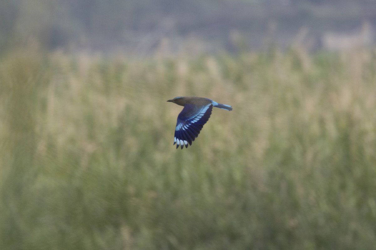 Indochinese Roller - ML646389132