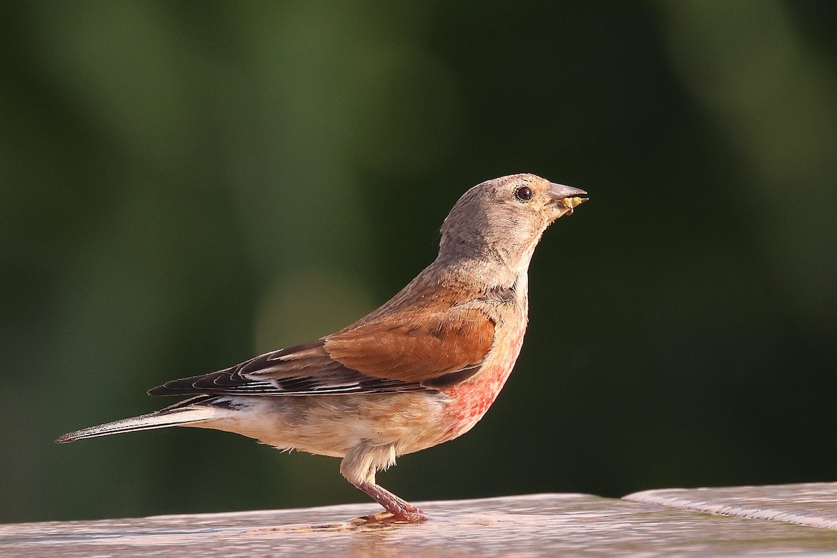 Eurasian Linnet - ML646389133