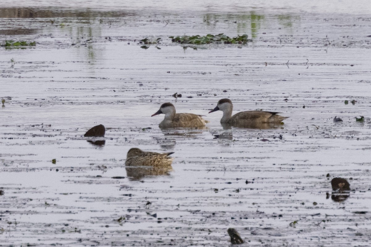 Red-crested Pochard - ML646389134