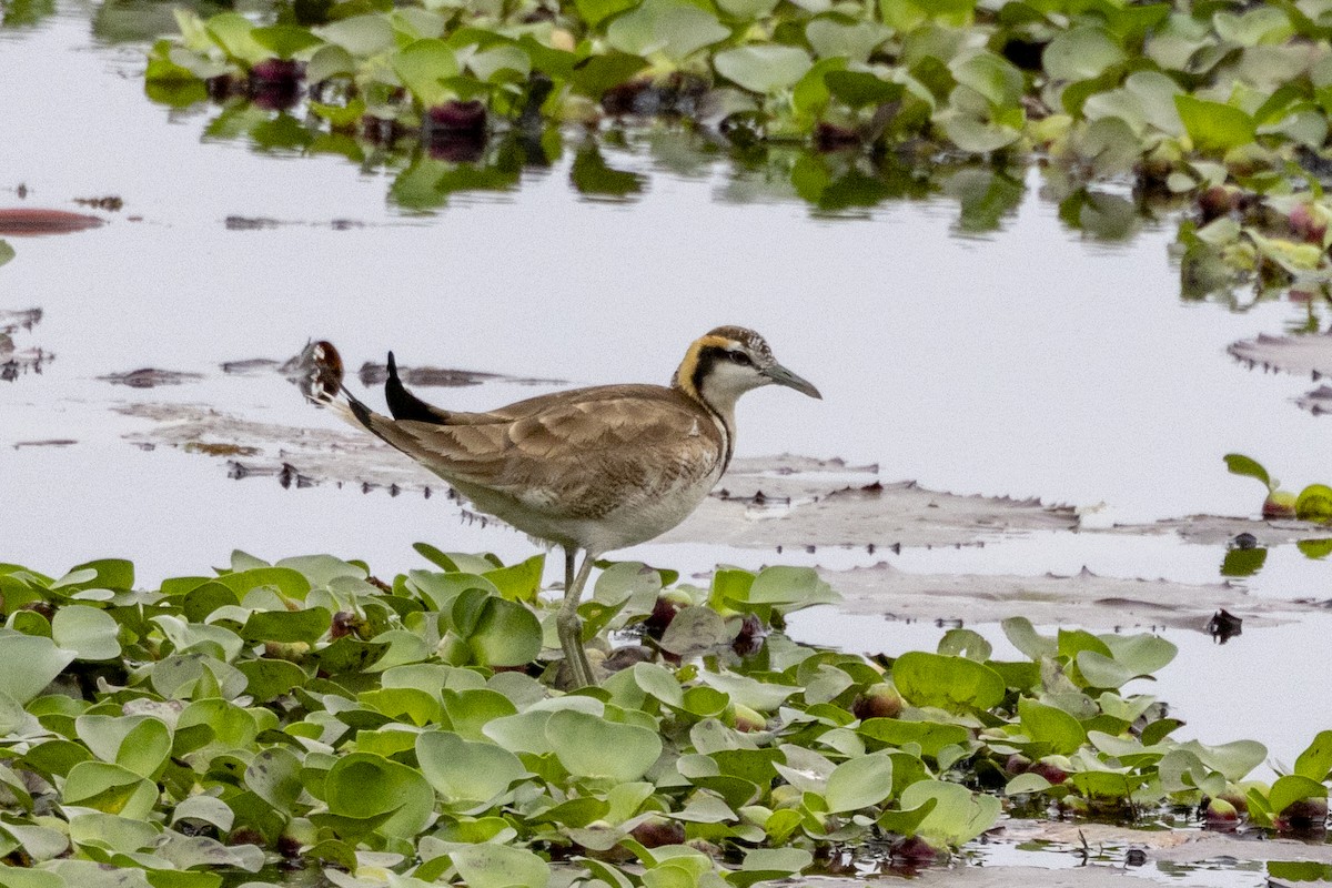 Фазанохвостая якана - ML646389136