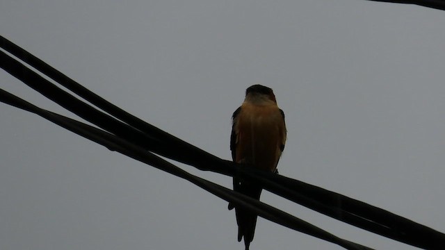 Mosque Swallow - ML646389137