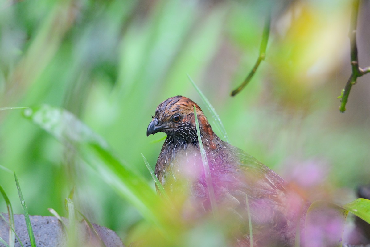 Spotted Wood-Quail - ML646389139