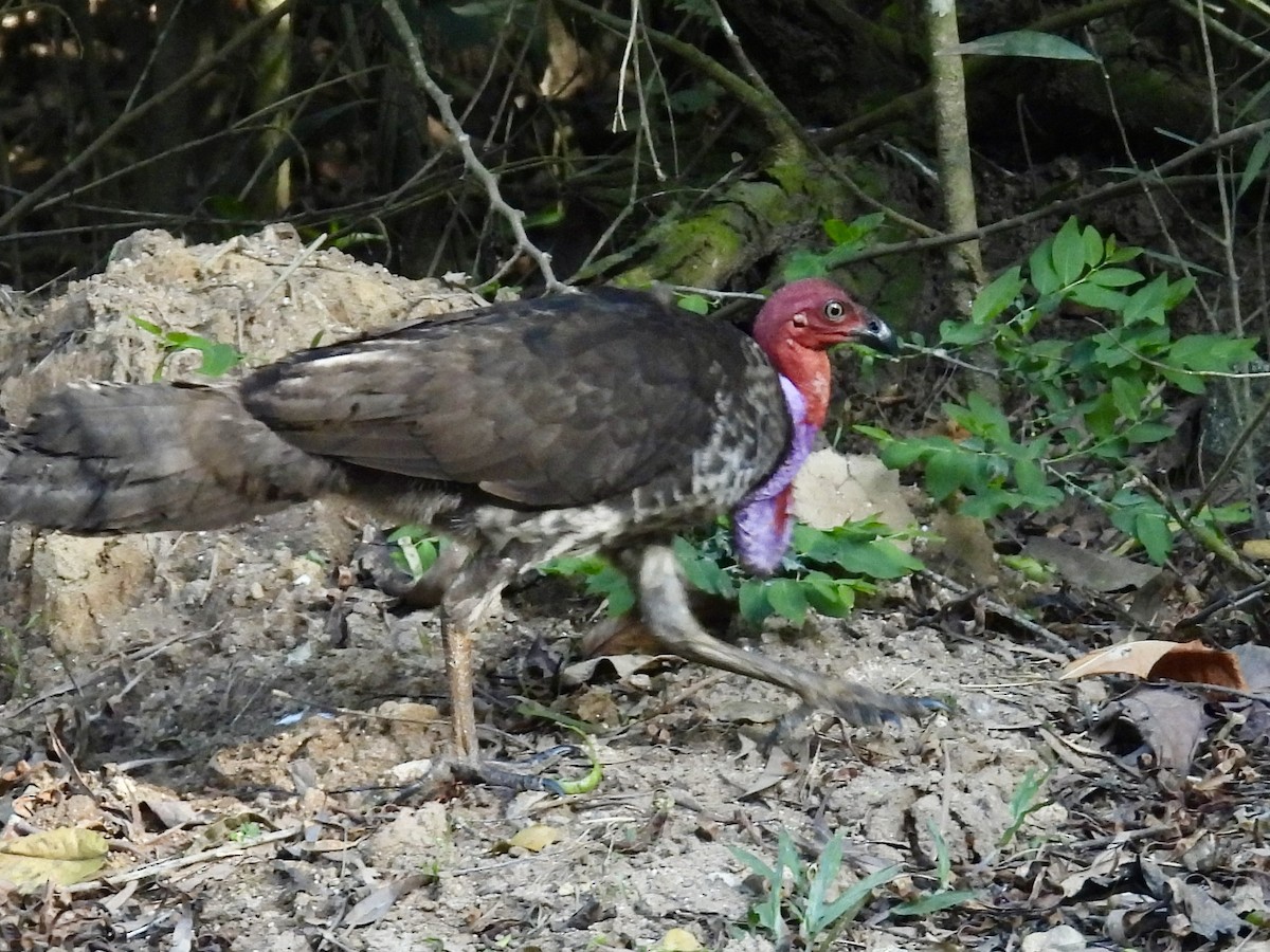 Australian Brushturkey - ML646389142