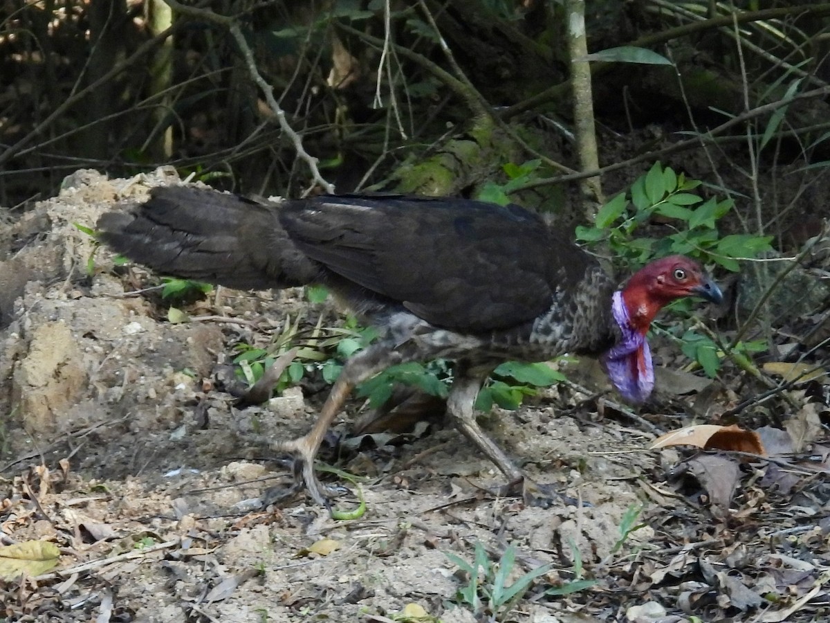 Australian Brushturkey - ML646389143