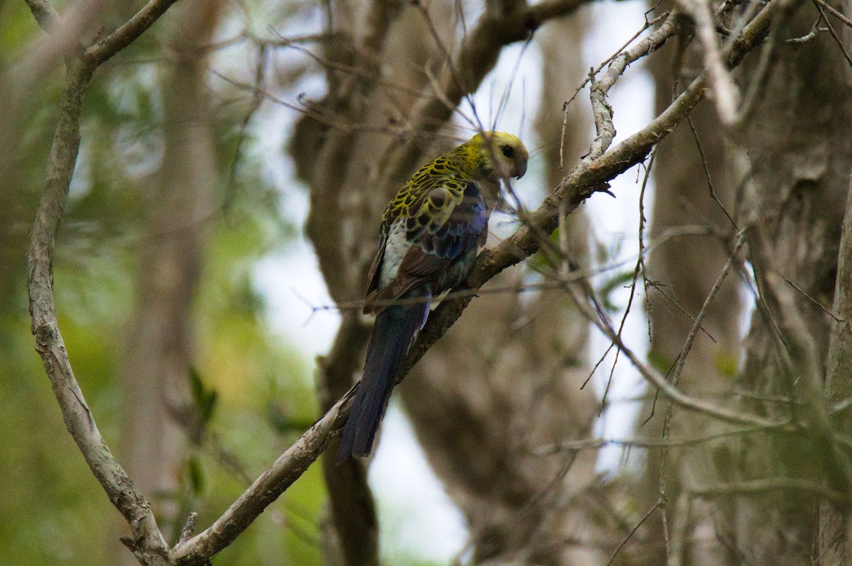 Бледноголовая розелла - ML646389144