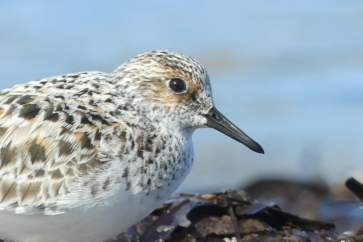 Txirri zuria - ML646389145